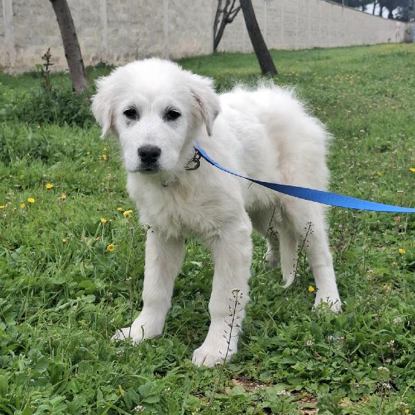 SISMA mix maremmano in adozione Foto 2